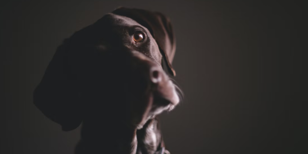 강아지 고개 갸우뚱거리는 이유 2
