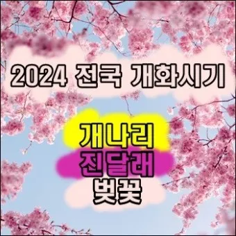 개나리 개화시기 2025 서울 경기 강원 전남 경북 제주_19
