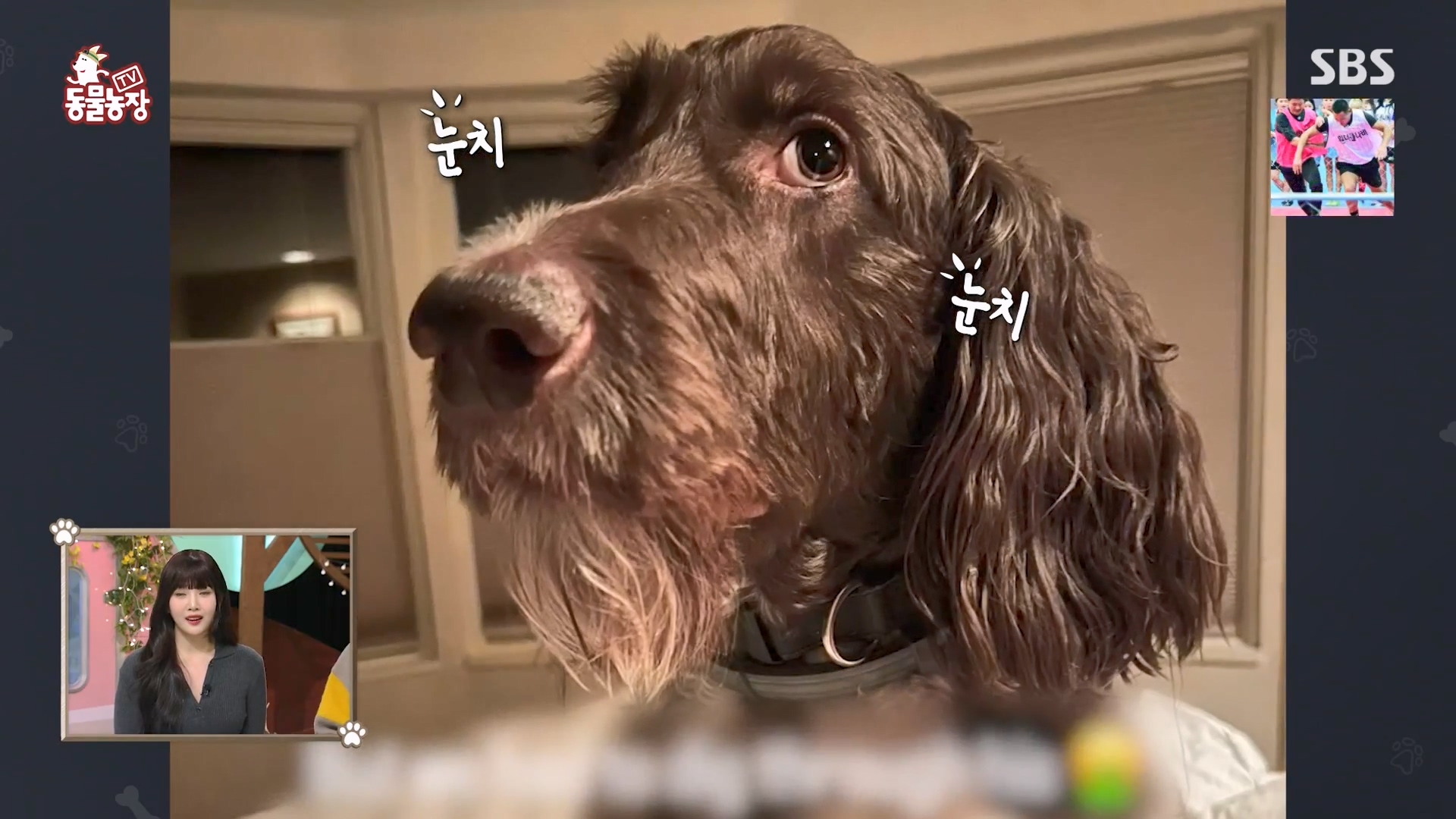 TV 동물농장.E1157.240204p-NEXT.mp4_20240204_164232.953.jpg