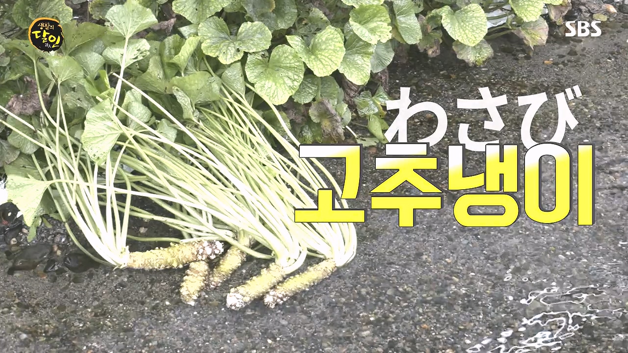 생활의 달인.E908.231017p-NEXT.mp4_20231017_195900.824.jpg