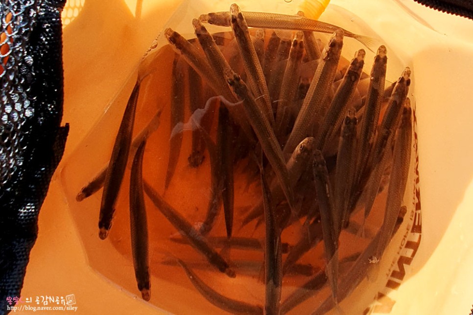 손맛느끼고 왔어요 강화도빙어축제 12