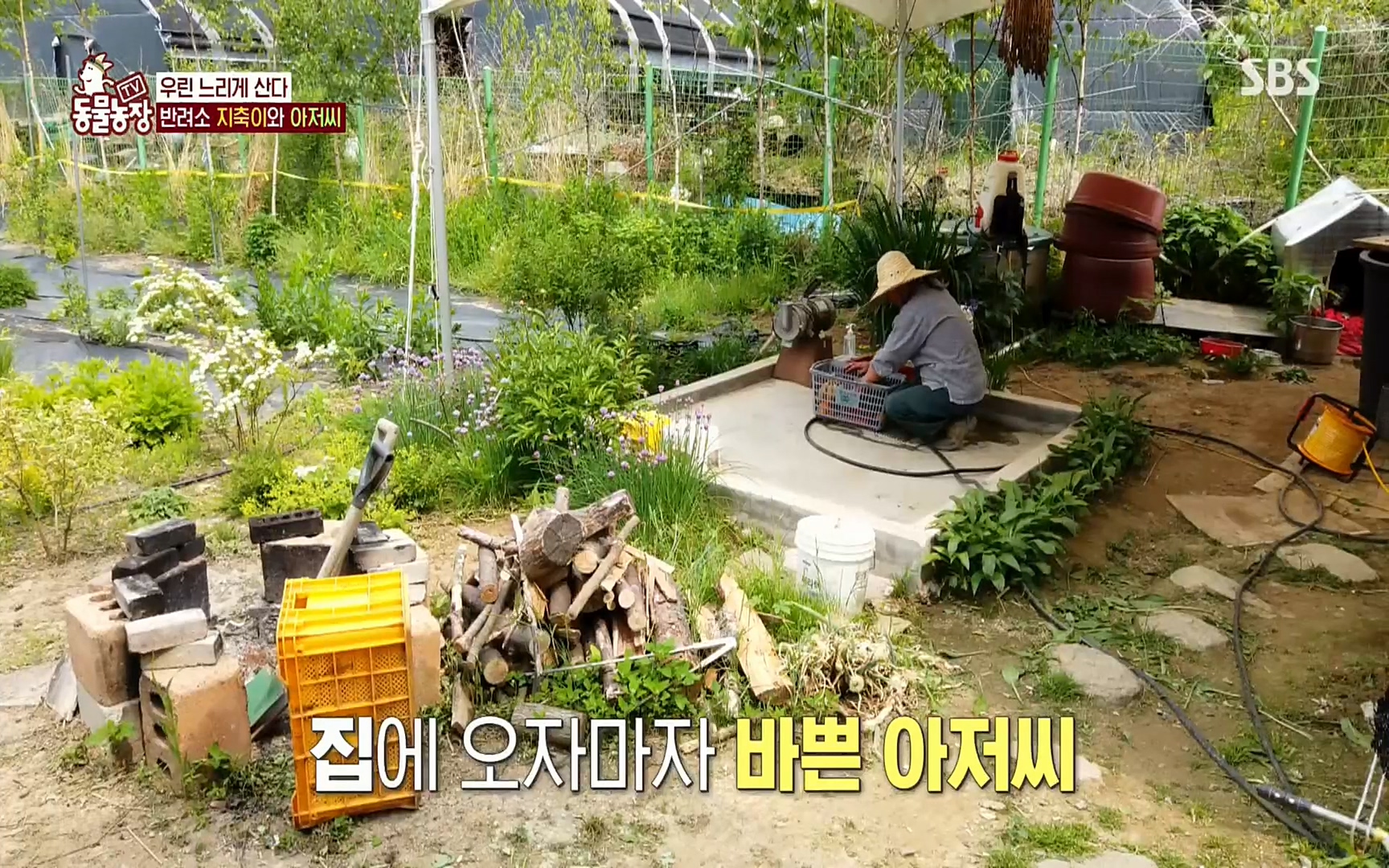 TV 동물농장.E1074.220619p.H264-F1RST.mp4_20220619_181334.547.jpg