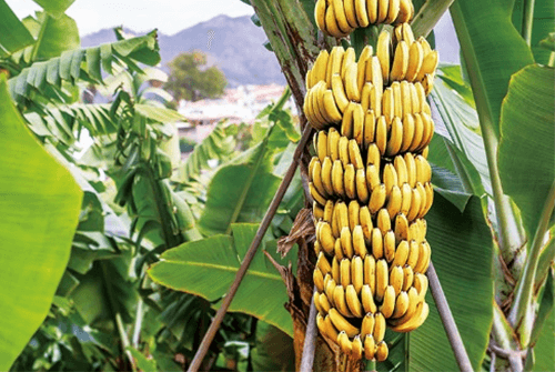 바나나02