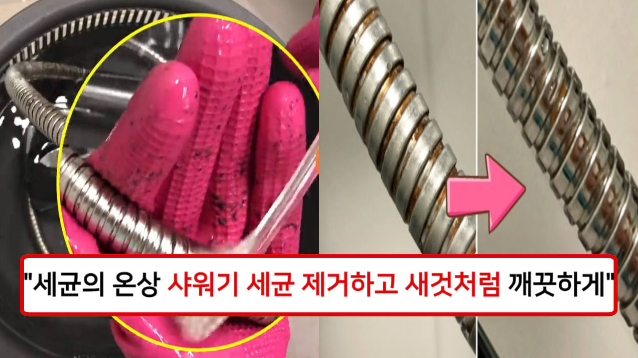 “세균이 바글바글한 샤워기로 세균 샤워하고 계신가요?” 화장실에서 가장 더러운 곳인 샤워기 청소 방법