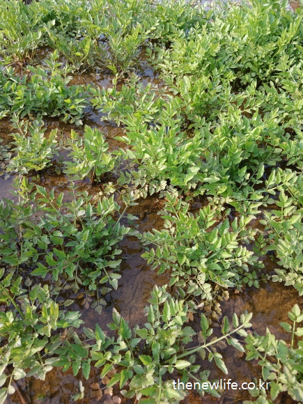 “Korean water celery (minari) spreading across a shallow wetland in early spring.”- “초봄 얕은 습지에 퍼진 한국의 물미나리 — 봄 기운 가득한 자연 그대로의 장면”