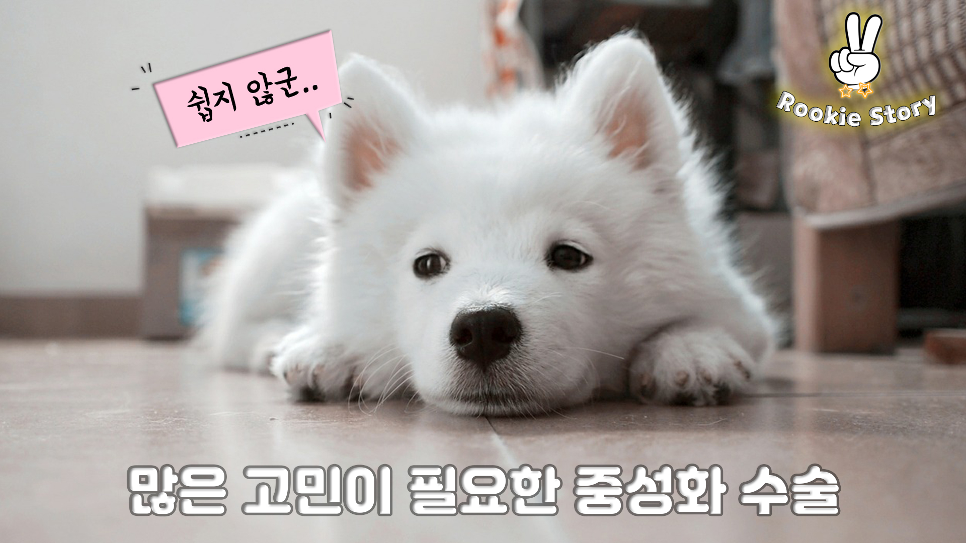  애견 동물병원 강아지 중성화 수술 자궁축농증 유선종양