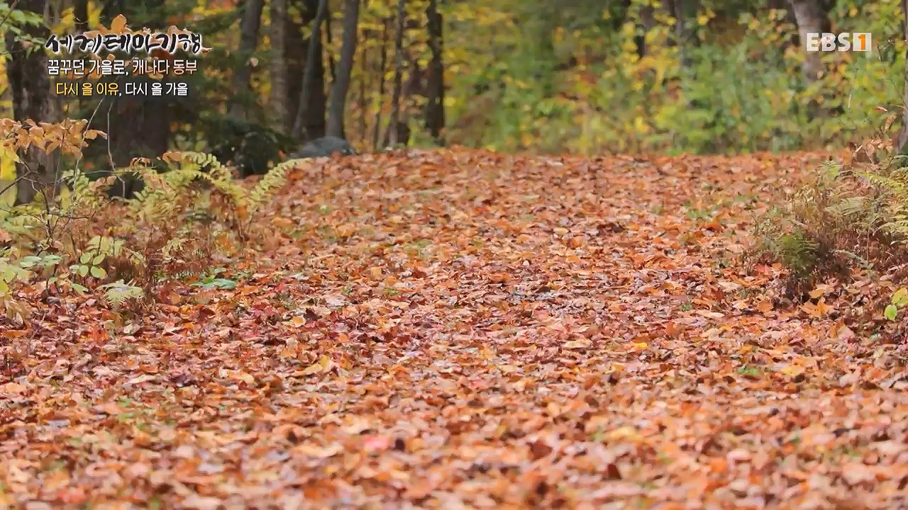 세상의모든기행꿈꾸던 가을로 캐나다 동부-다시 올 이유, 단풍국.mp4_20231127_205053.957.jpg