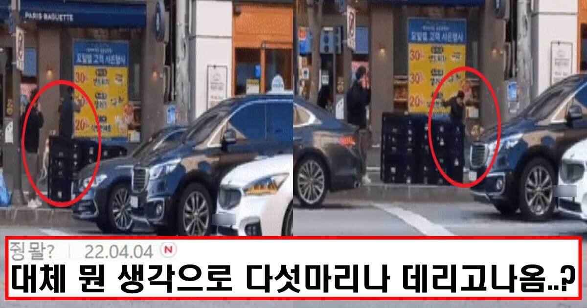  그레이 하운드 네마리가 푸들 공격하여 사망함