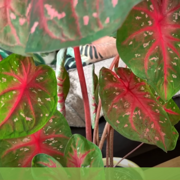 칼라디움-화려한-붉은-잎