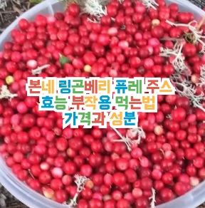 본네-링곤베리-퓨레-주스-효능-부작용