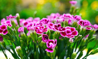 분홍색 카네이션 꽃들이 핀 화분