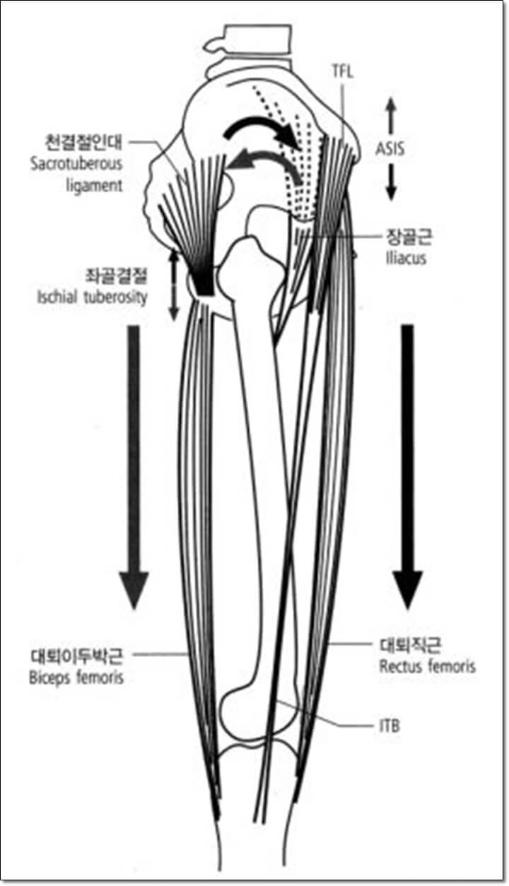 대퇴직근의 기능으로 골반을 전방 회전 시키는 것을 나타낸 그림