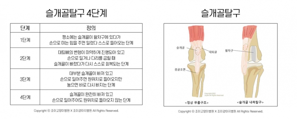 강아지슬개골탈구