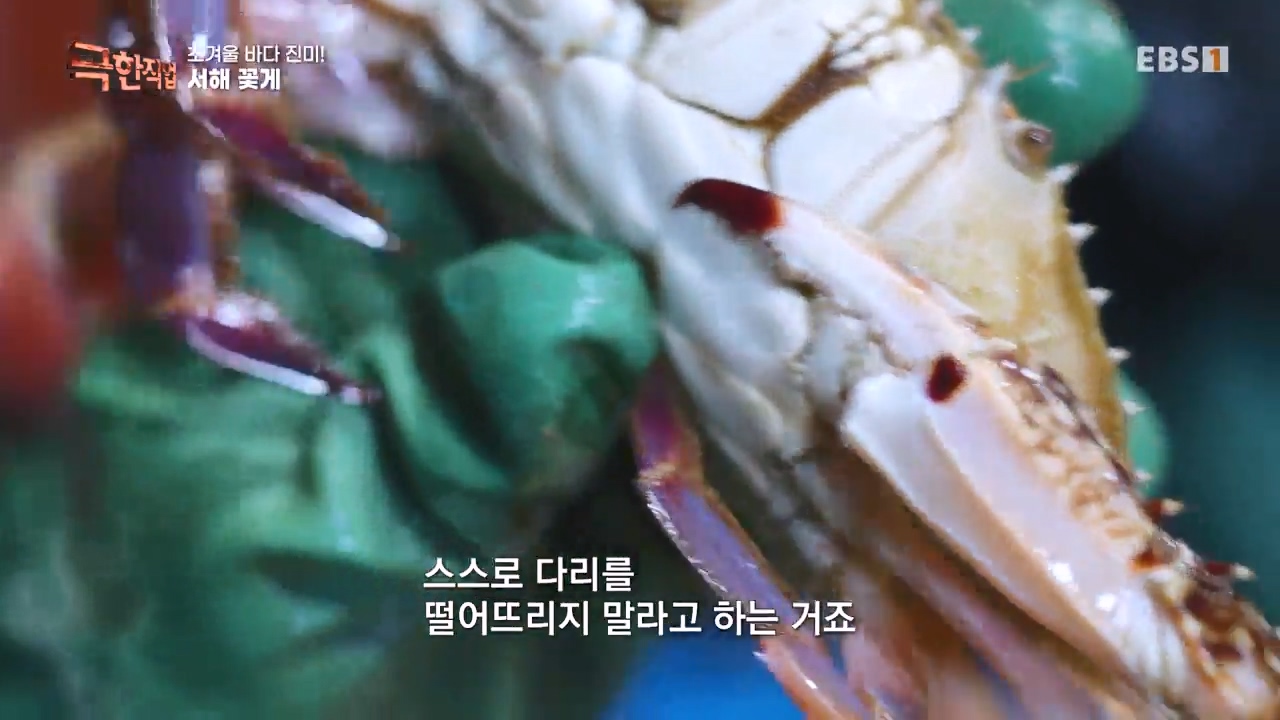 TV - 전 국민의 평생학교 EBS초겨울 바다 진미! 동해 방어, 서해 꽃게.mp4_20231228_203330.601.jpg