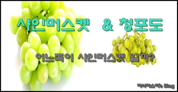  샤인머스켓 효능 비싼이유 보관법 - 구정 선물