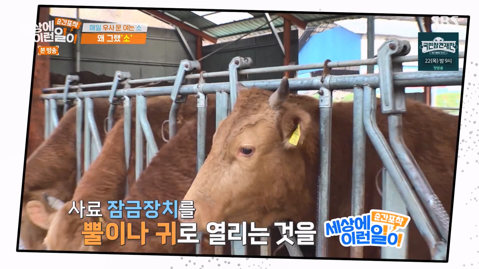 순간포착 세상에 이런일이.E1265.240217p-NEXT.mp4_20240218_151702.665.jpg