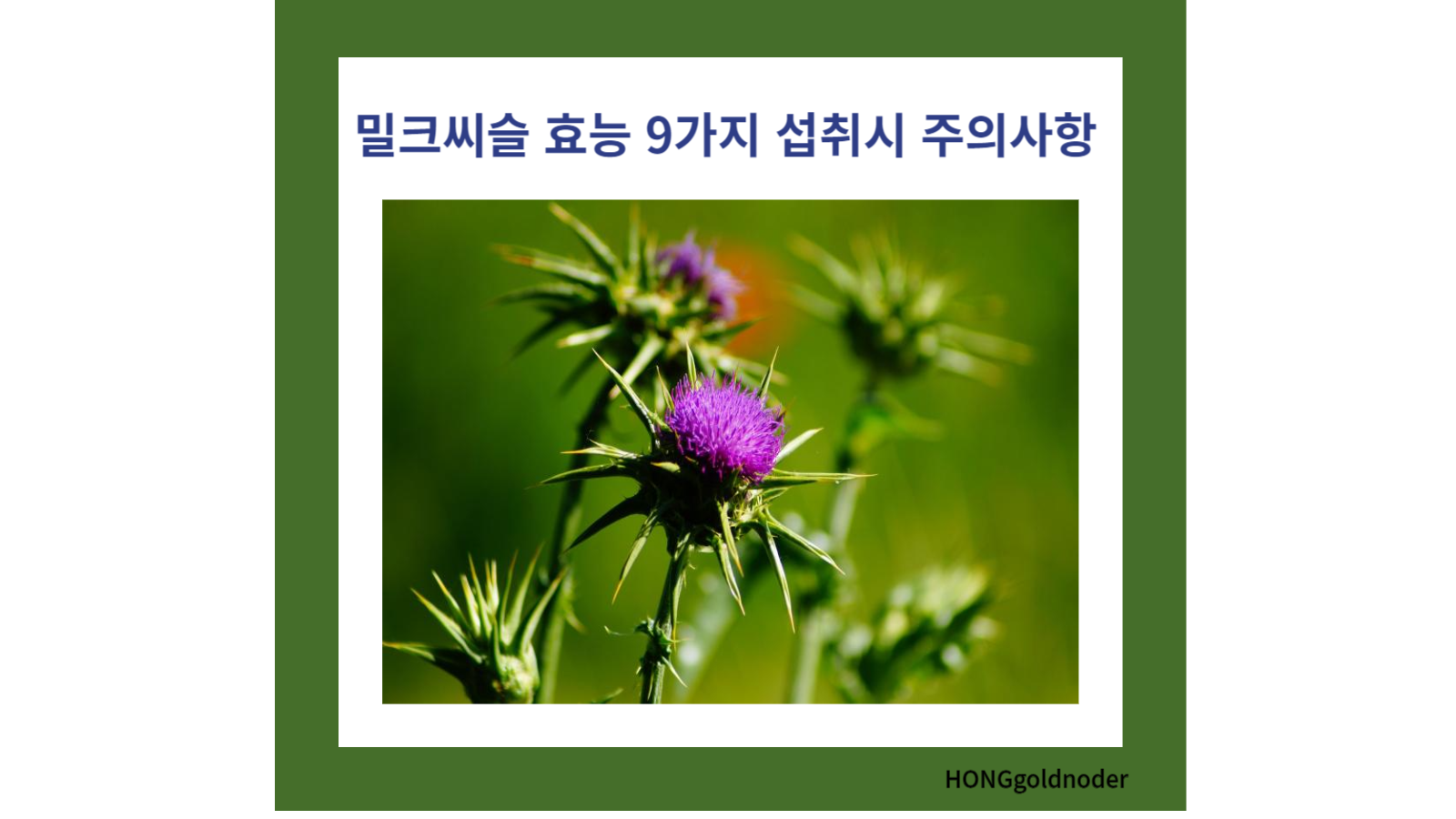 밀크씨슬