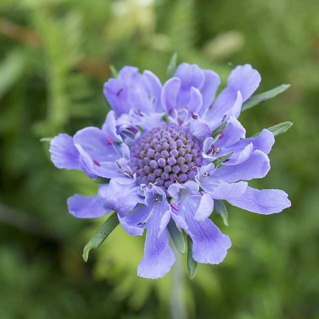 일본 3대 명산