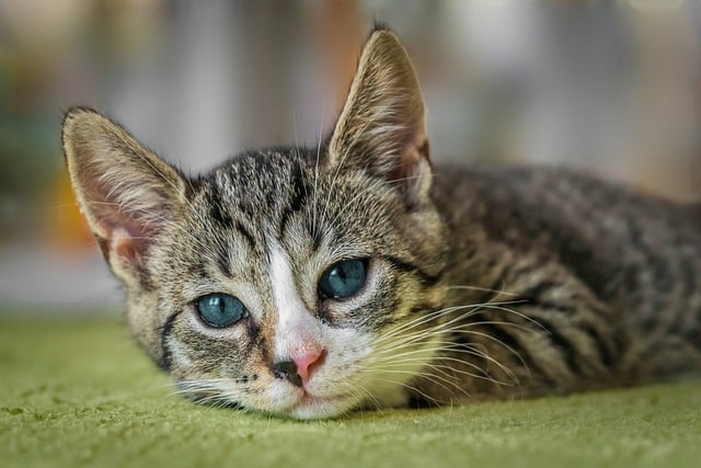 고양이 꿈 해몽 태몽 새끼 검은 고양이 