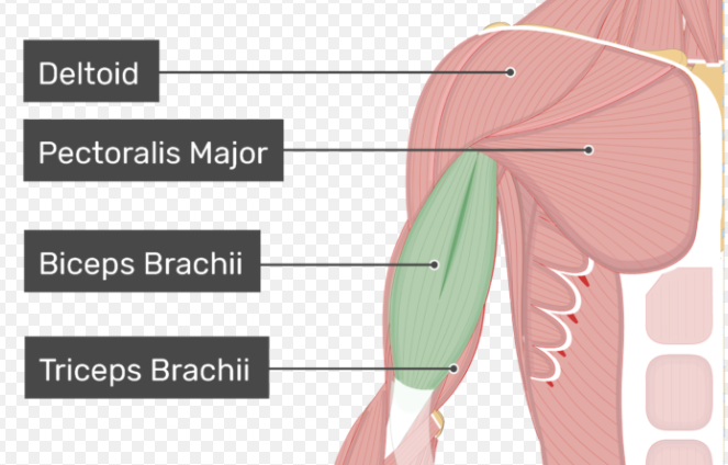 1. Triceps brachii 2. Biceps brachii 3. Brachialis 4