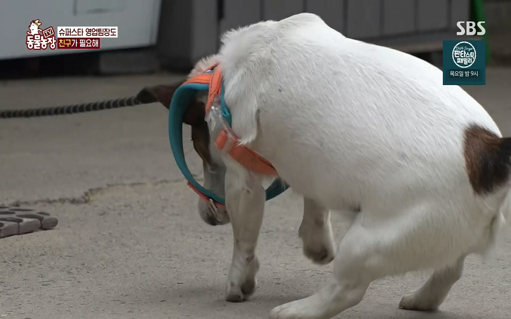 TV 동물농장.E1069.220515p.H264-F1RST.mp4_20220515_181237.417.jpg