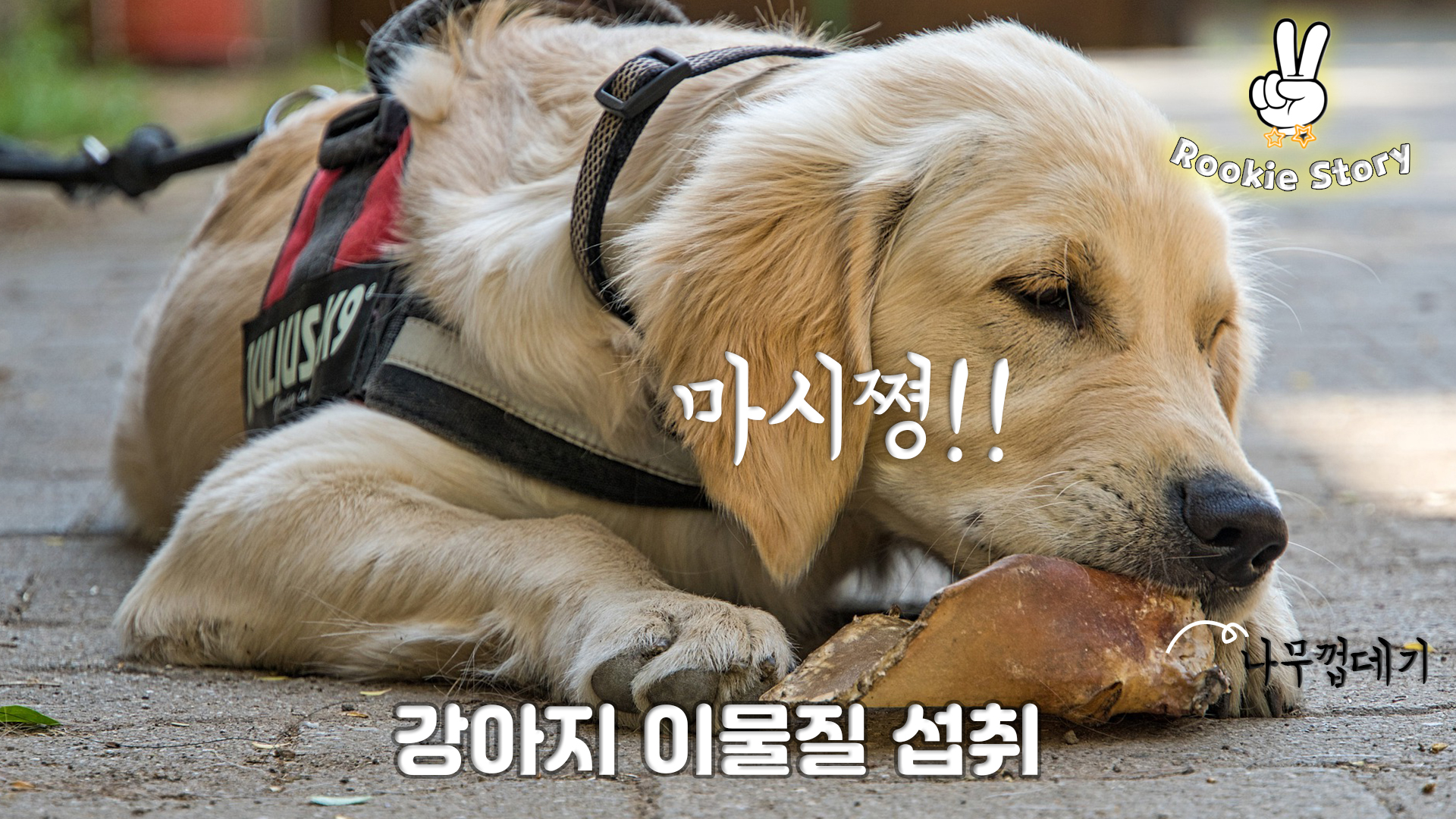  강아지 위염, 장염 , 구토, 설사, 소화기 질환