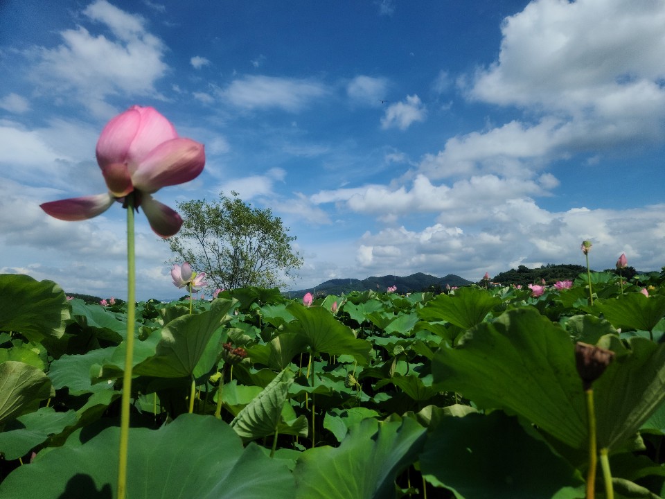  창원가볼만한곳 / 창원주남저수지 / 주남저수지 연꽃 /창원드라이브