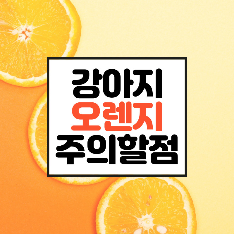  강아지 오렌지 줄 때 효능 및 주의할 점