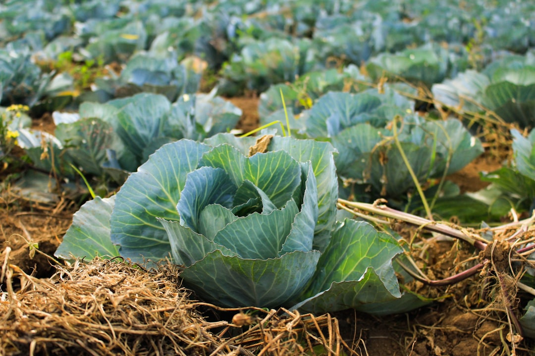 Napa cabbage