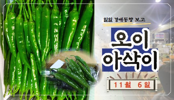  [경매사 일일보고] 11월 6일자 가락시장 오이아삭이 경매동향을 살펴보겠습니다!