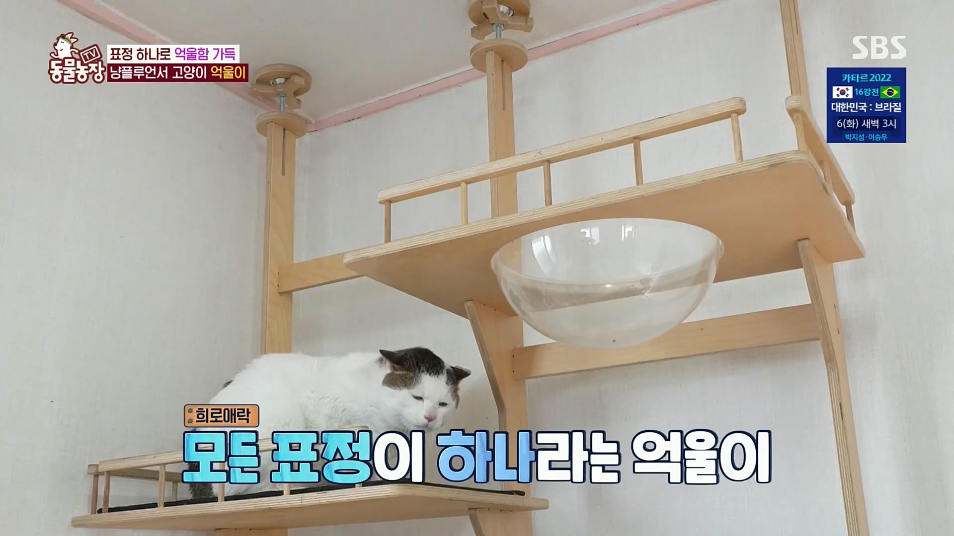 TV 동물농장.E1098.221204p.H264-F1RST.mp4_20221204_175410.530.jpg
