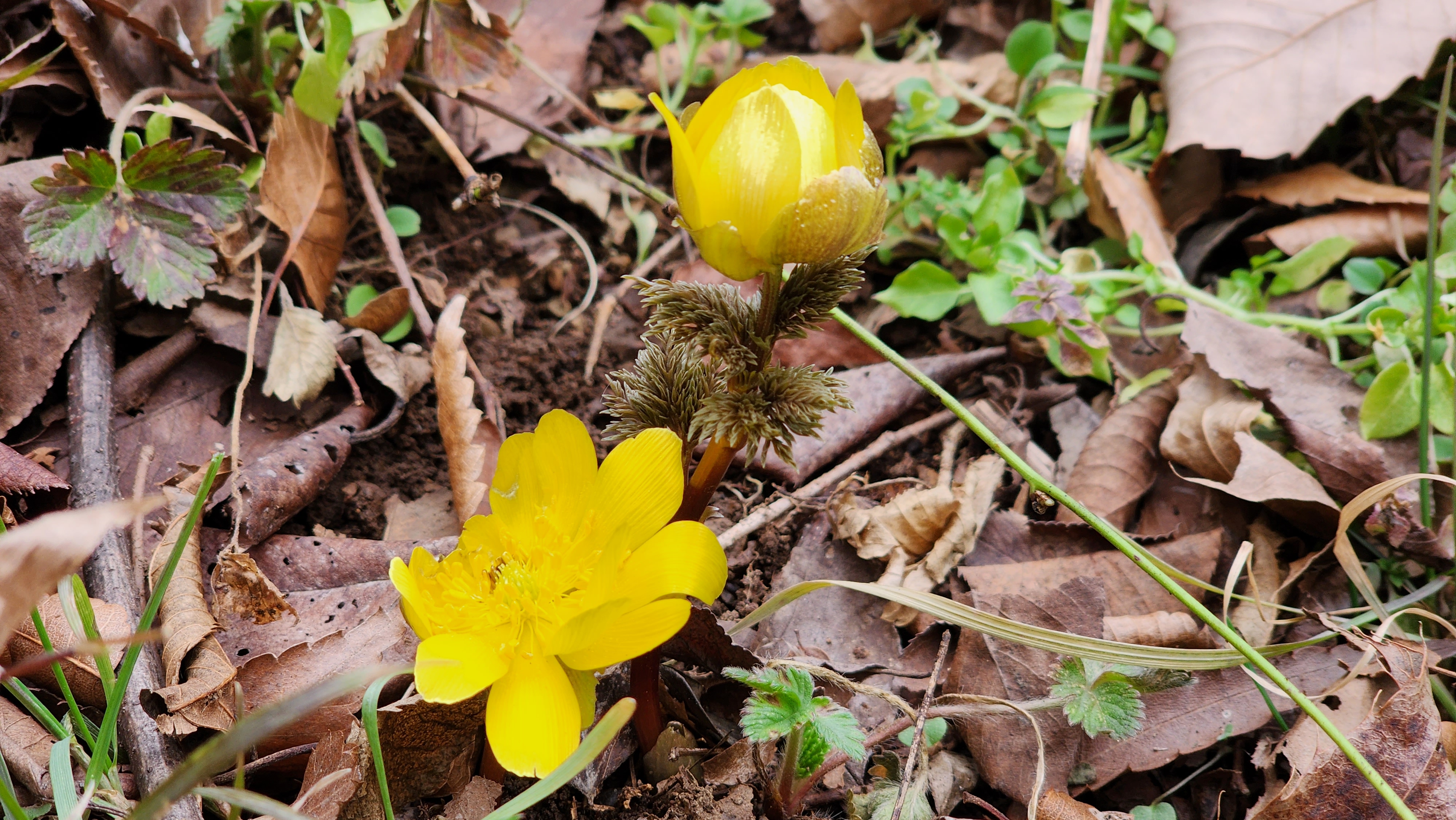 불명산(佛明山) 복수초(福壽草)