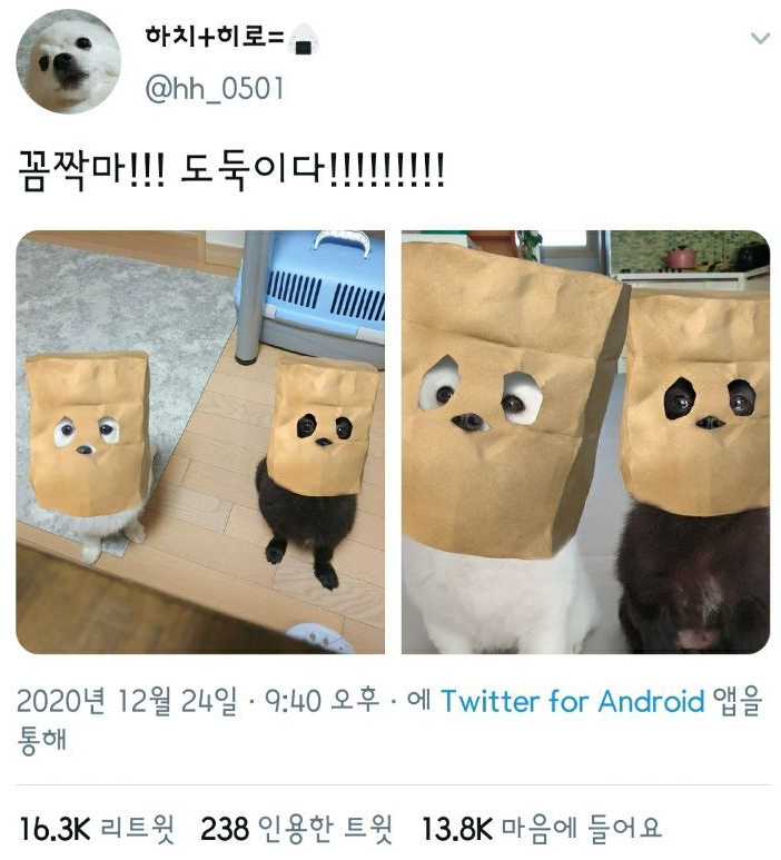  꼼짝마!!! 도둑이다!!!