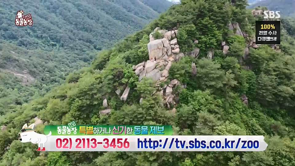 TV 동물농장.E1128.230709p.H264-F1RST.mp4_20230709_183535.389.jpg