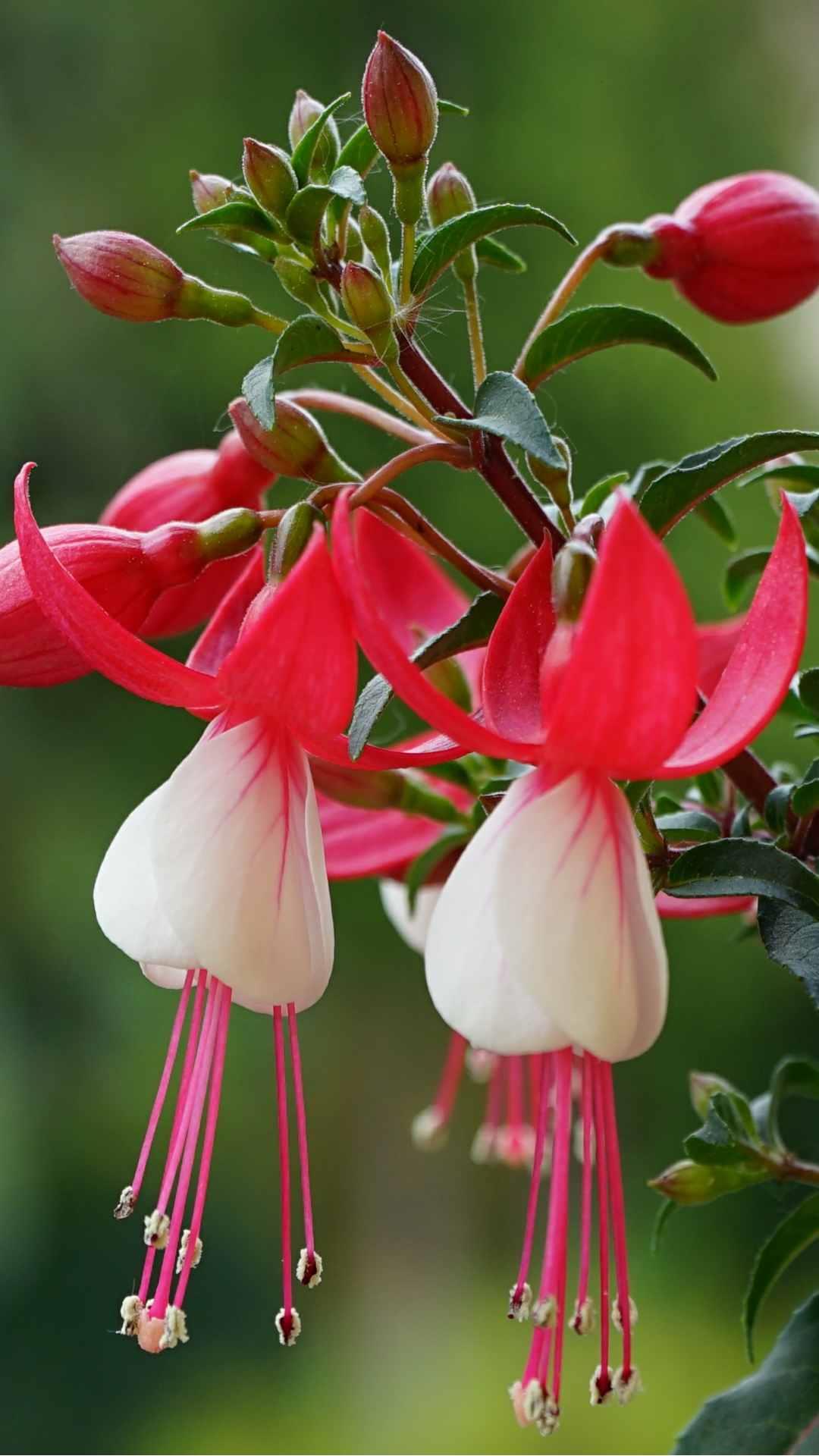 Fuchsia Flower iPhone Wallpaper