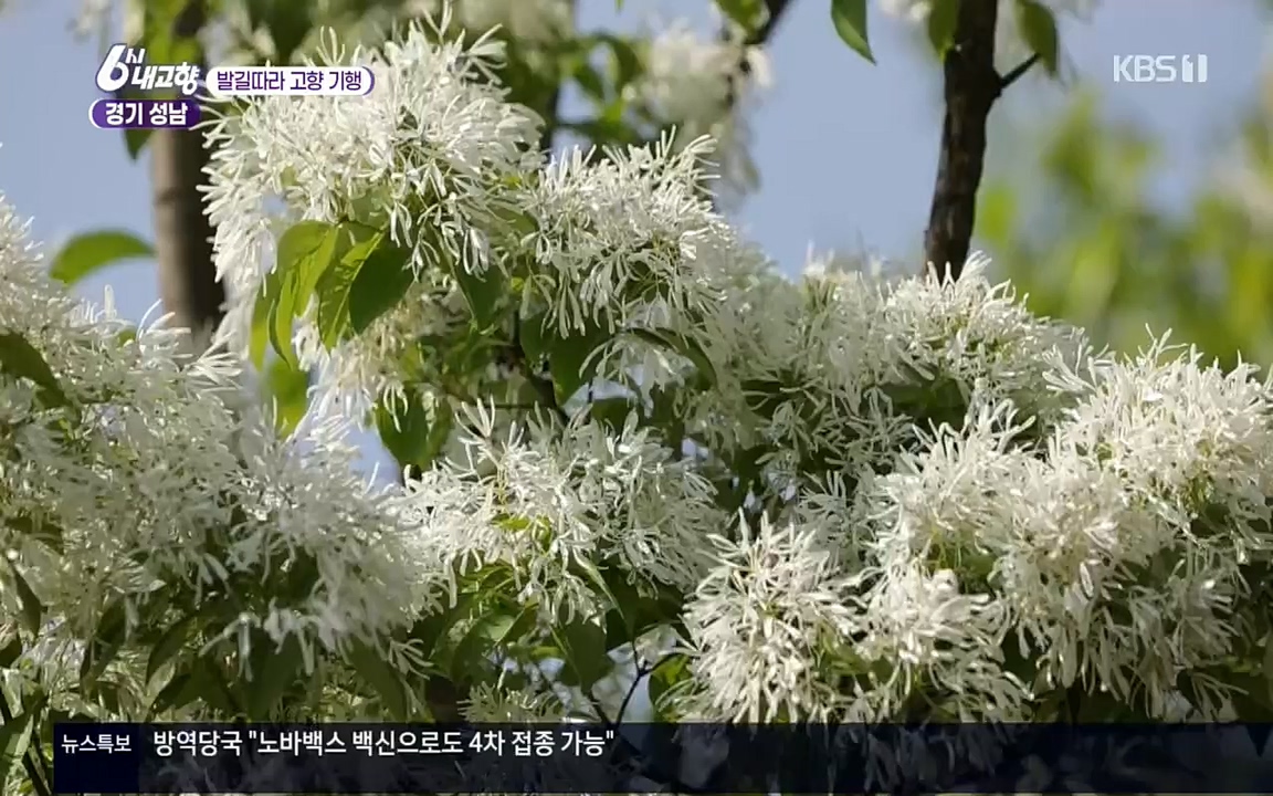 6시 내고향.E7530.220512p.H264-F1RST.mp4_20220516_191229.479.jpg
