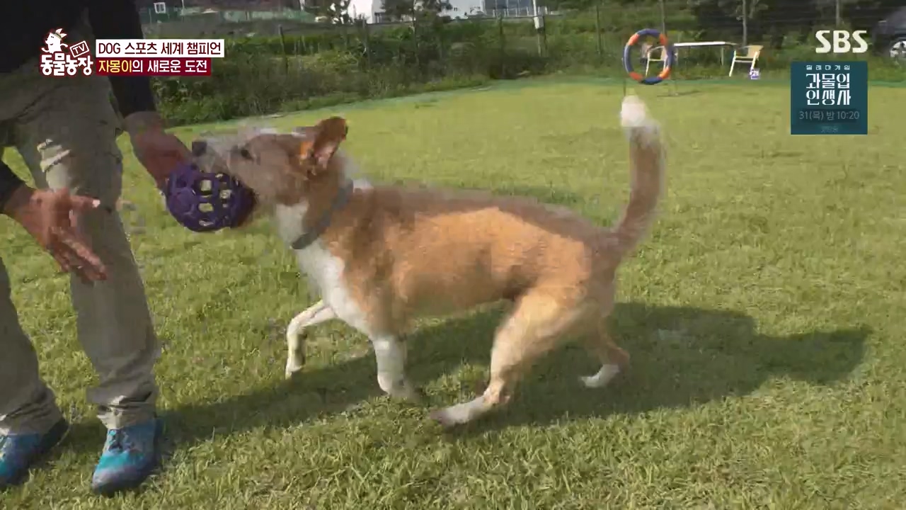 TV 동물농장.E1135.230828p-NEXT.mp4_20230827_180806.165.jpg