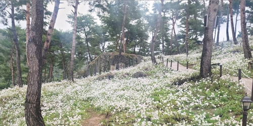 정읍-구절초공원-입장료
