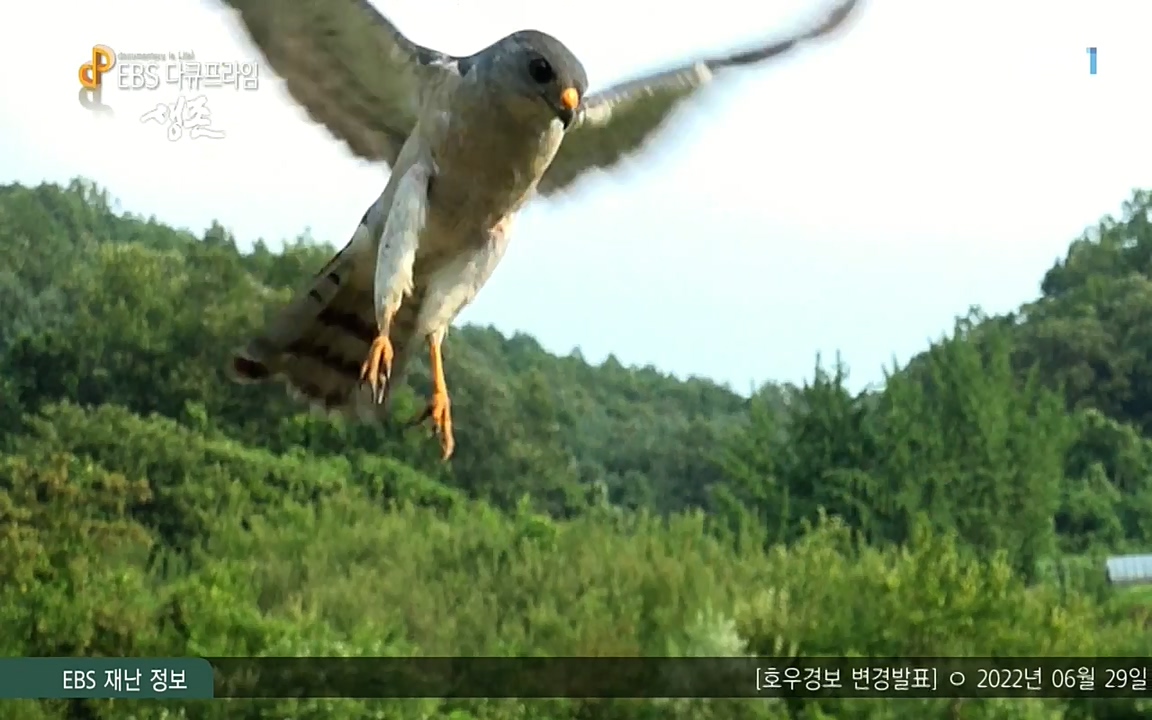 생존 3부_ EBS 다큐프라임_ 220629.avi_20220701_210437.183.jpg