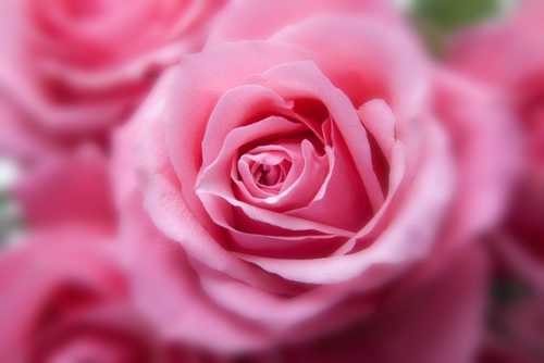 감사의 꽃말을 지닌 분홍 장미