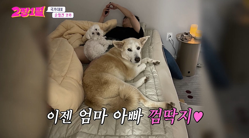 개 농장에서 구조된 강아지 근황...jpg | 인스티즈