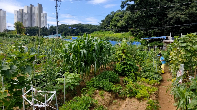  직접키운 여주와 가지로 반찬해먹기