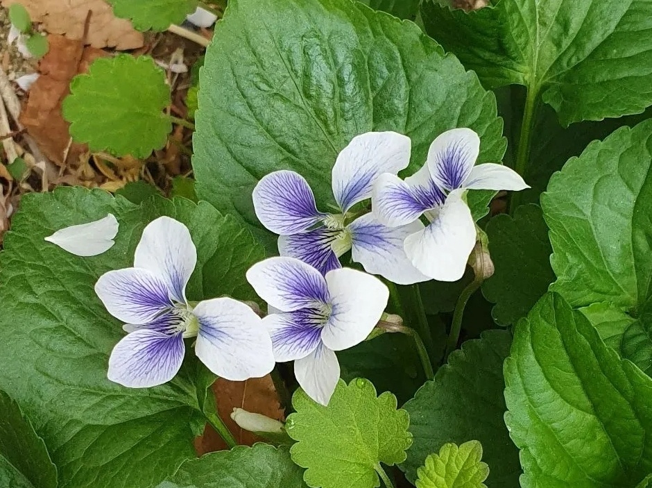  4월 두 번째 목요일 아침 꽃 편지 - 종지나물꽃