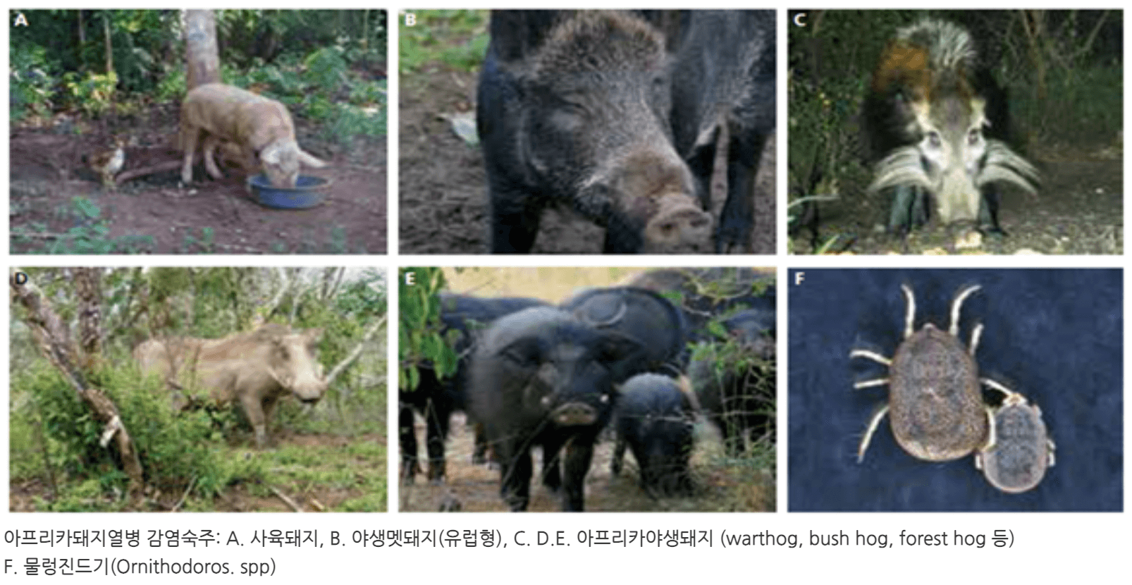 아프리카-돼지-열병-설명