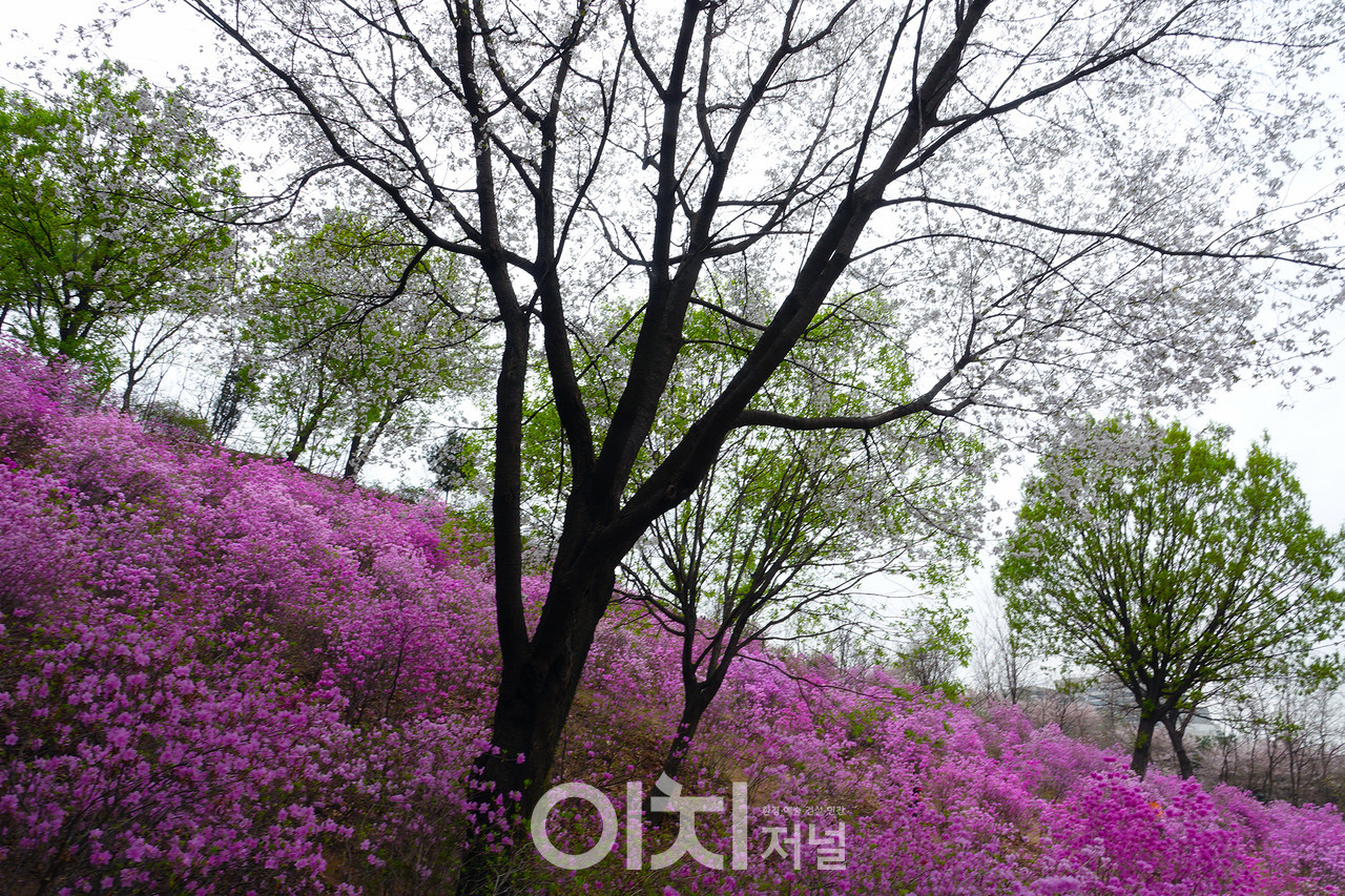 진달래꽃화원 이미지