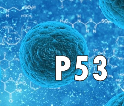  p53 유전자와 암세포자살유도 후코이단