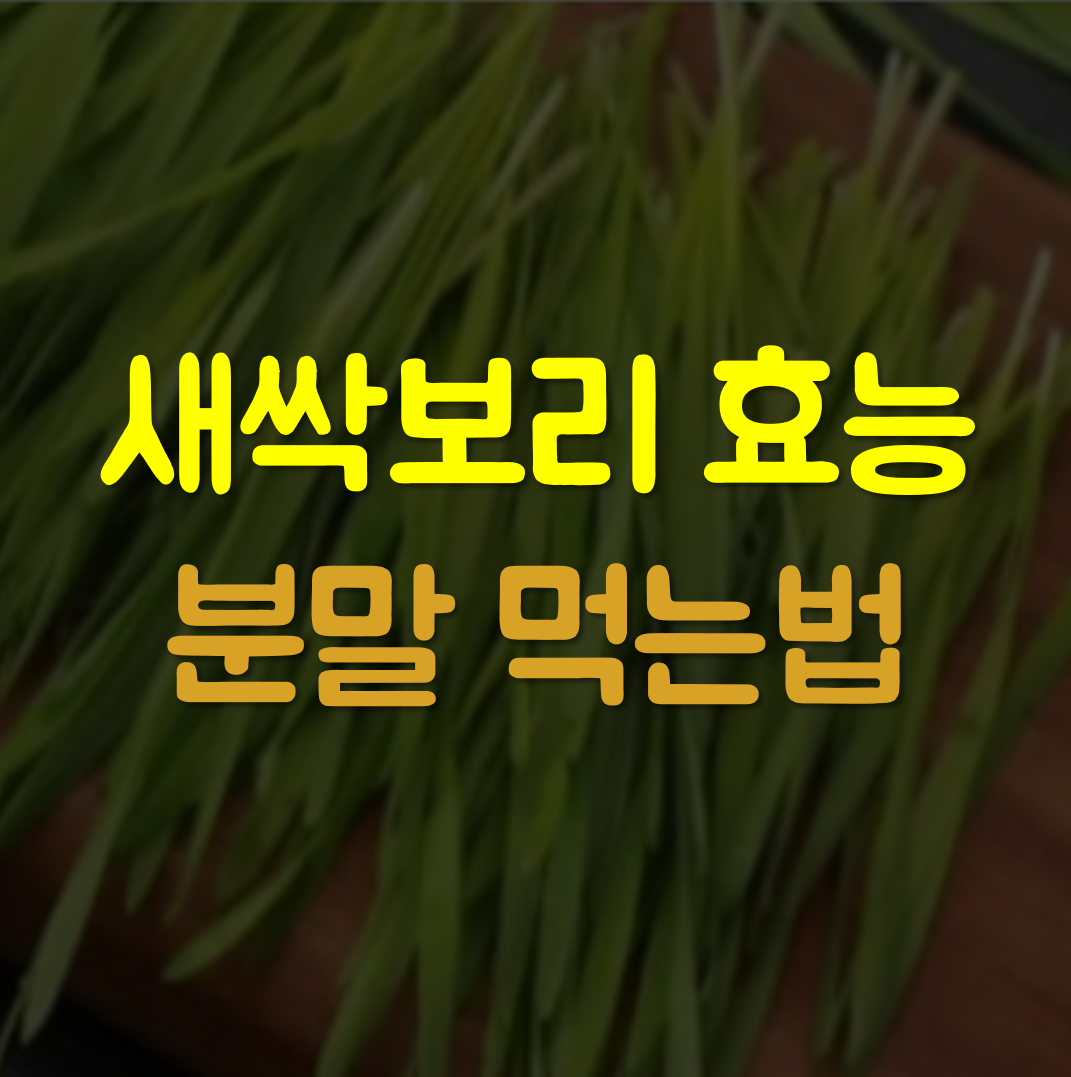  새싹보리 효능, 분말 먹는법