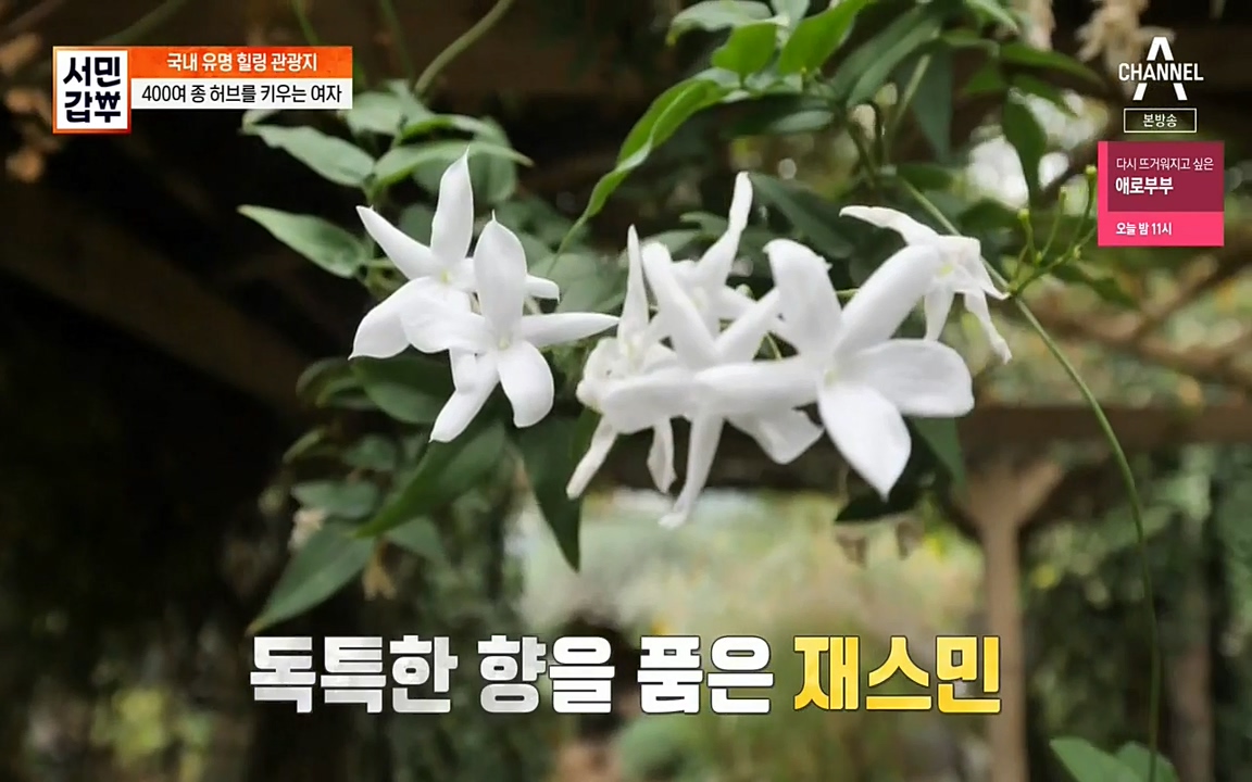 서민 갑부.E380.220424p-NEXT.mp4_20220424_181932.542.jpg