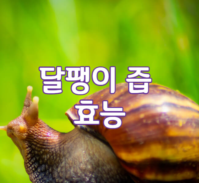 달팽이즙 - 효능 - 달팽이 사진