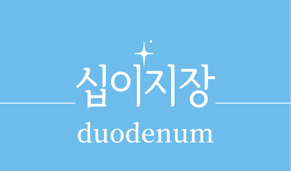 &#39;십이지장(duodenum)&#39;